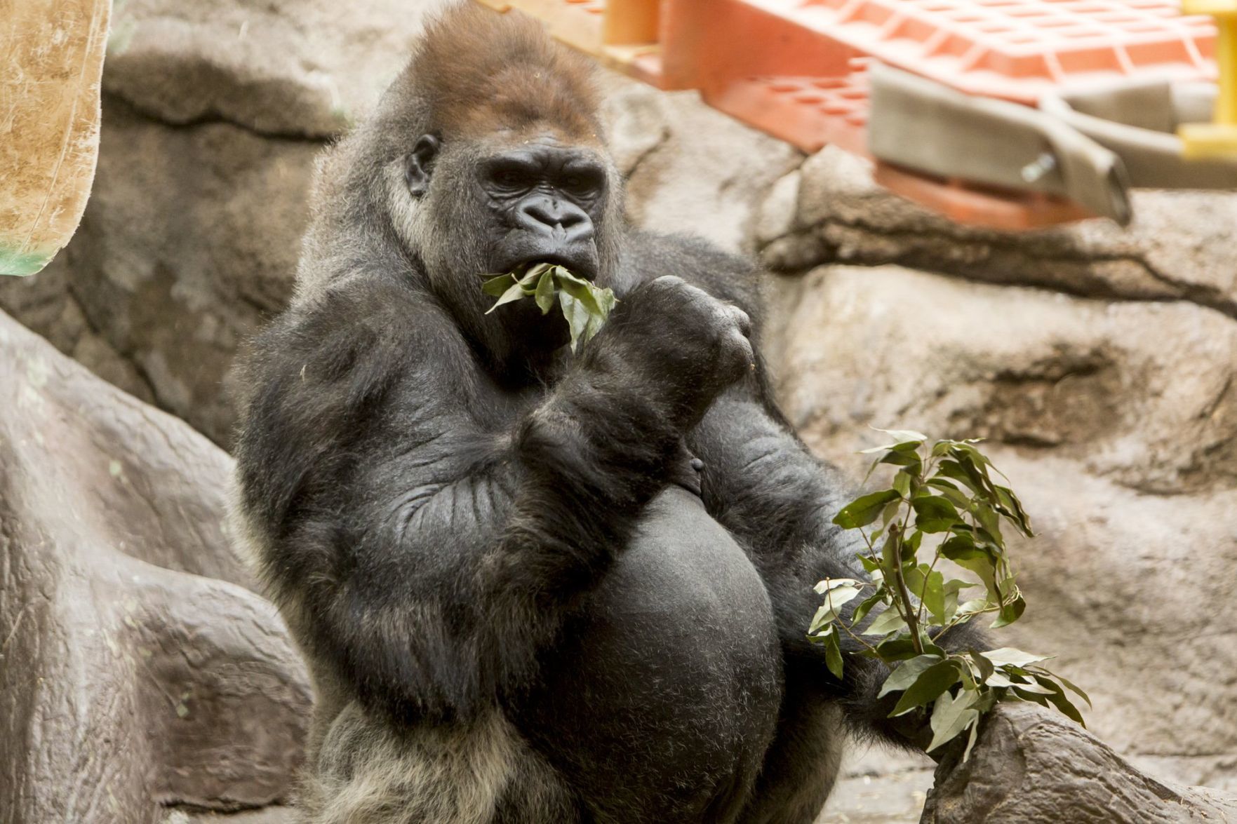 ANIMALS EAT TREE BRANCHES